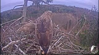 J E20210414 195540FemaleInMrCBringsHayGoesToRightBranchFliesOverMeadow