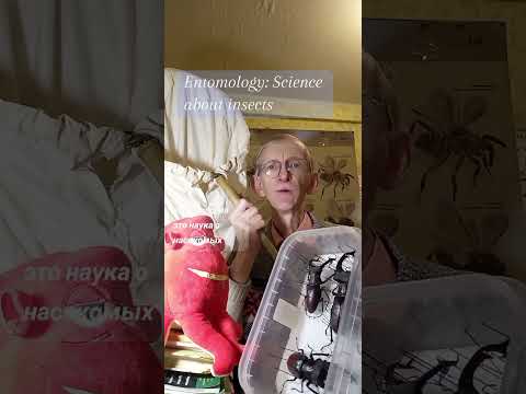 НАСЕКОМЫЕ ЯПОНИИ В КОЛЛЕКЦИИ, ПРО ШИПОВНИК И ОТКРЫТИЕ НОВЫХ ДЛЯ НАУКИ ВИДОВ НАСЕКОМЫХ. ЭНТОМОЛОГИЯ.