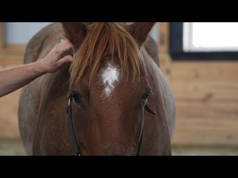 Video: Ar žirgams patinka jodinėti?