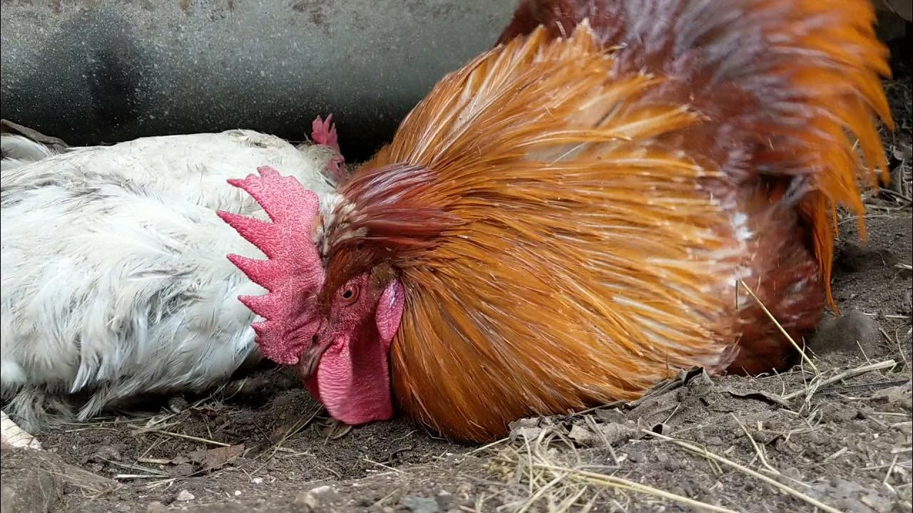 Chicken dust. Chicken dust