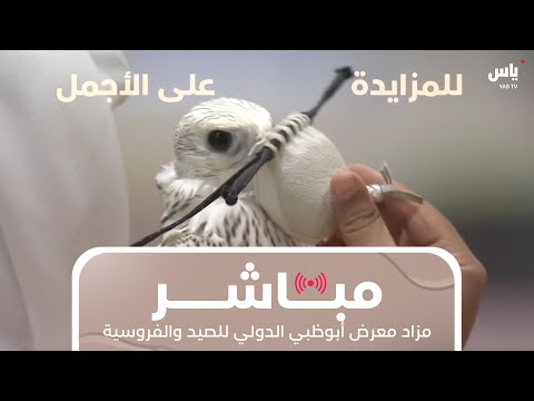 مزاد الصقور معرض أبوظبي الدولي للصيد والفروسية 2025 16 أغسطس