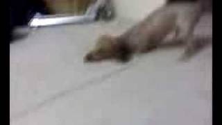 My Dog, Snickers, In His Happy Place