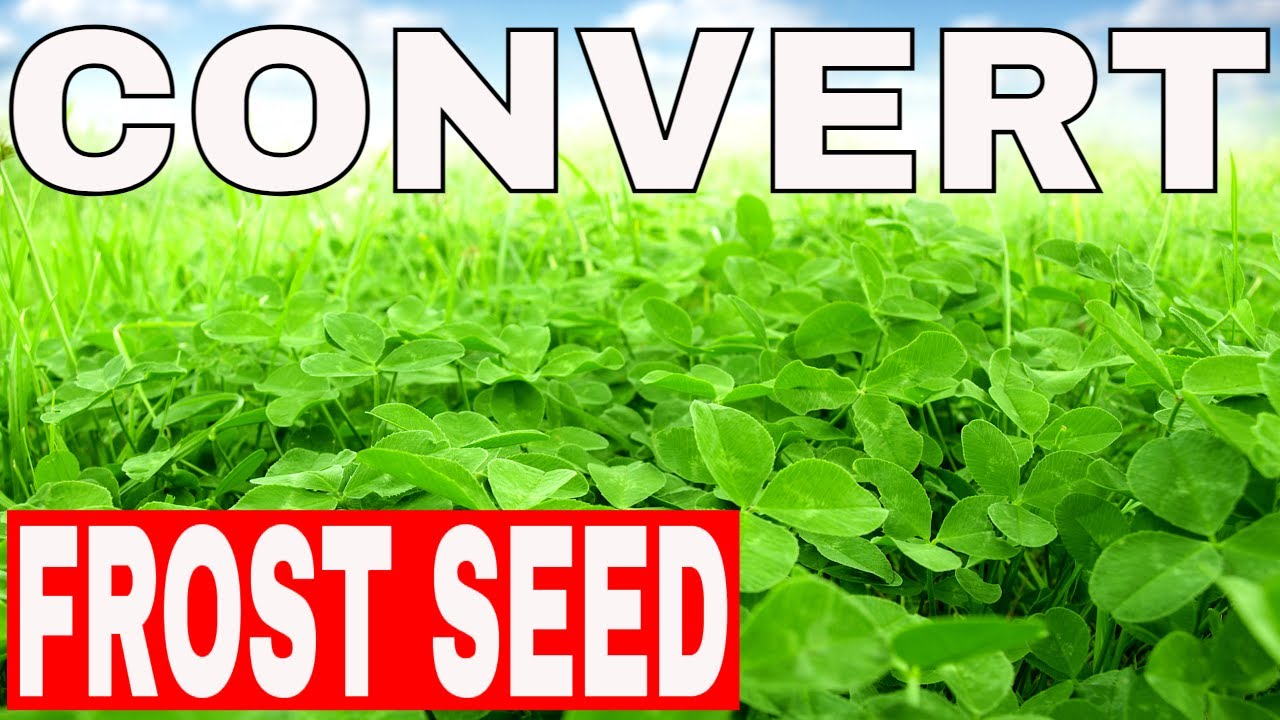 Frost Seed Clover Into Annual Food Plots! YouTube