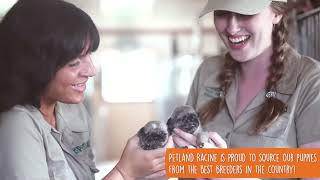 Learn More About Petland Racine's Puppy Breeders  🐾