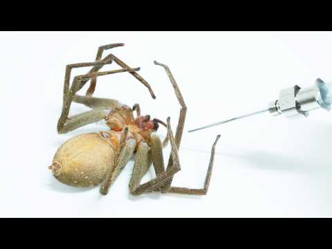 縮んだクモに空気を入れると…ヤバすぎた