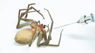 縮んで動けないクモに空気を入れた結果…