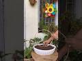 Miniature garden ideas balconydecor gardendecorideas gardendecor miniature diygardendecor