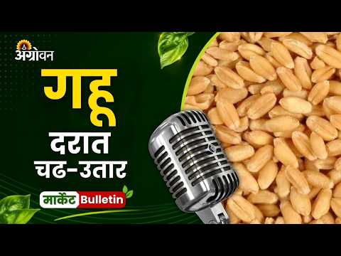 Wheat Banana Rate: गहू दरात चढ-उतार, ओल्या भुईमुगाचे दर टिकून, फ्लॉवरच्या आवकेत बदल