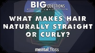What makes hair naturally straight or curly?  - Big Questions - (Ep. 218) | Mental Floss