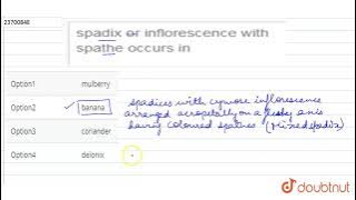 spadix or inflorescence with spathe occurs in