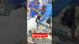 Potong Tanduk kambing