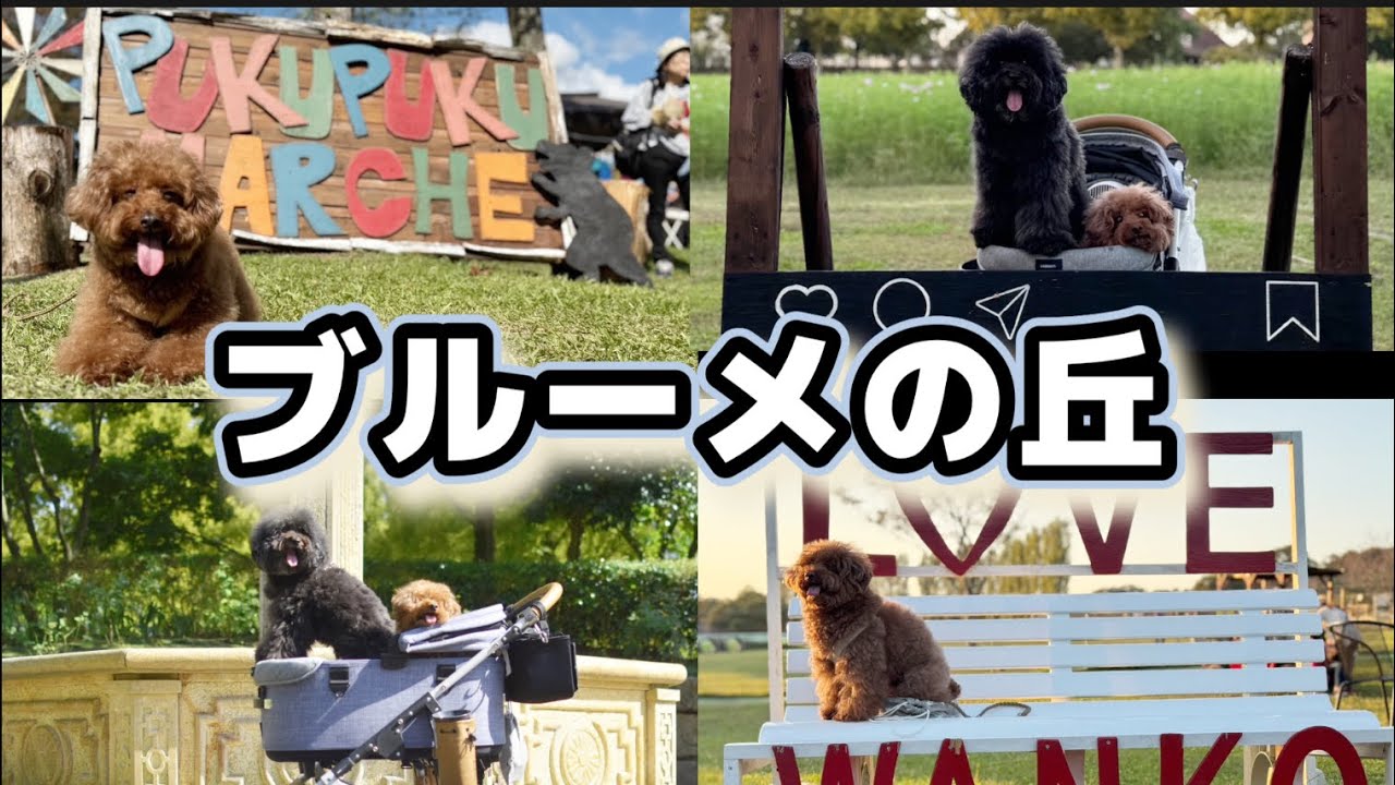 【ブルーメの丘】開放感溢れる自然テーマパーク行ってみたw