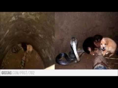 Two Puppies Fell Into A Pit With A Cobra  Then Something Incredible Happened   Ultimate Indian