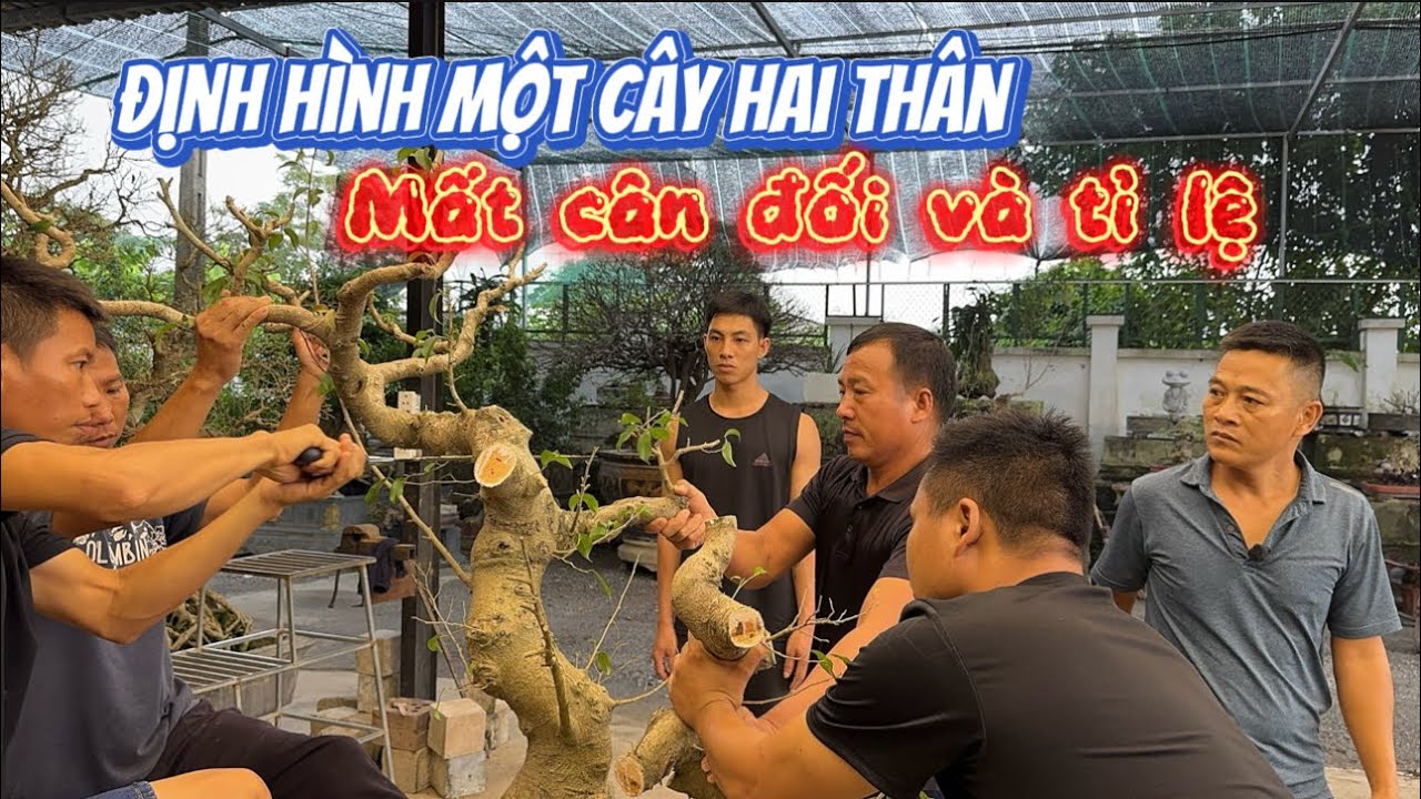 Nam Lê Bonsai | Cây Hai Thân Mất Cân Đối: Sửa Tỷ Lệ, Tính Đường Rễ, Hoàn Thiện Tán