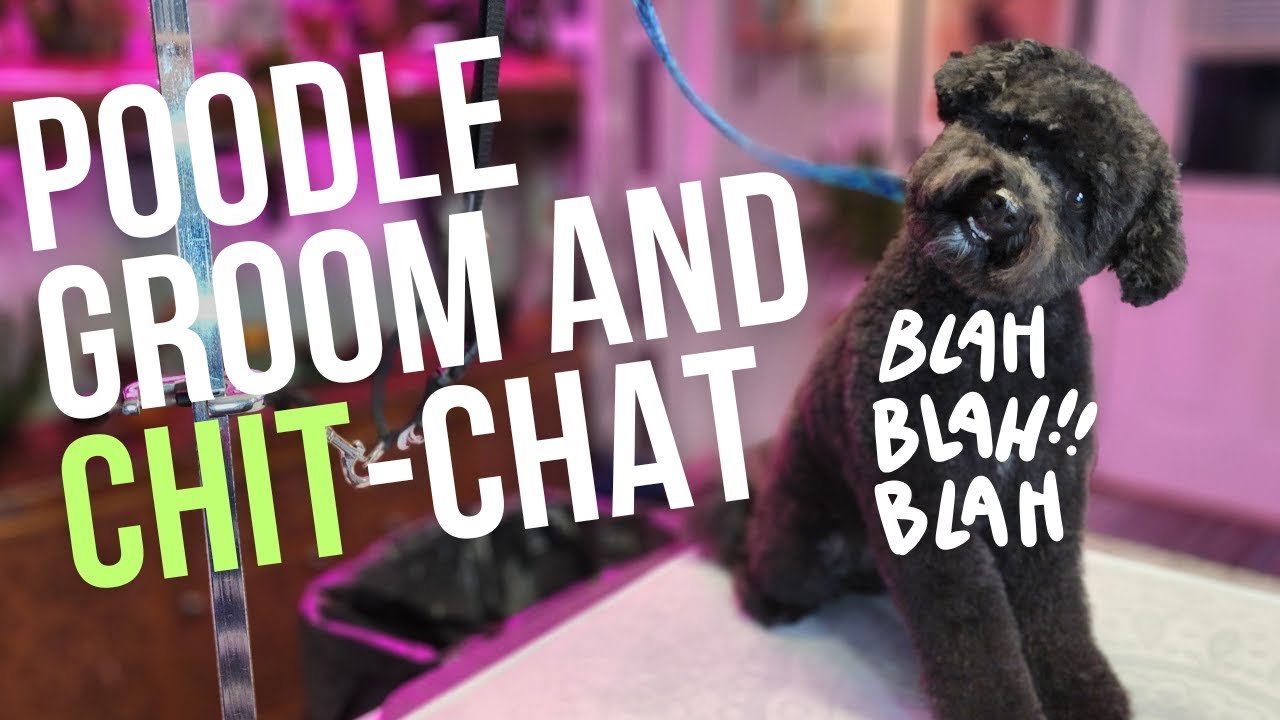 Miniature Poodle Grooming (Full Groom)