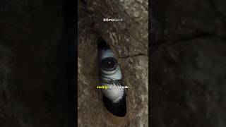 Bu Kuş Hapis Hayatını Kendi Seçti