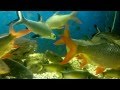 Water World / Nikolaev ZOO - Aqarium / Жители аквариумов Николаевского зоопарка / Part1