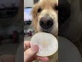 犬に安全に梨をあげる方法 #ゴールデンレトリバー #梨