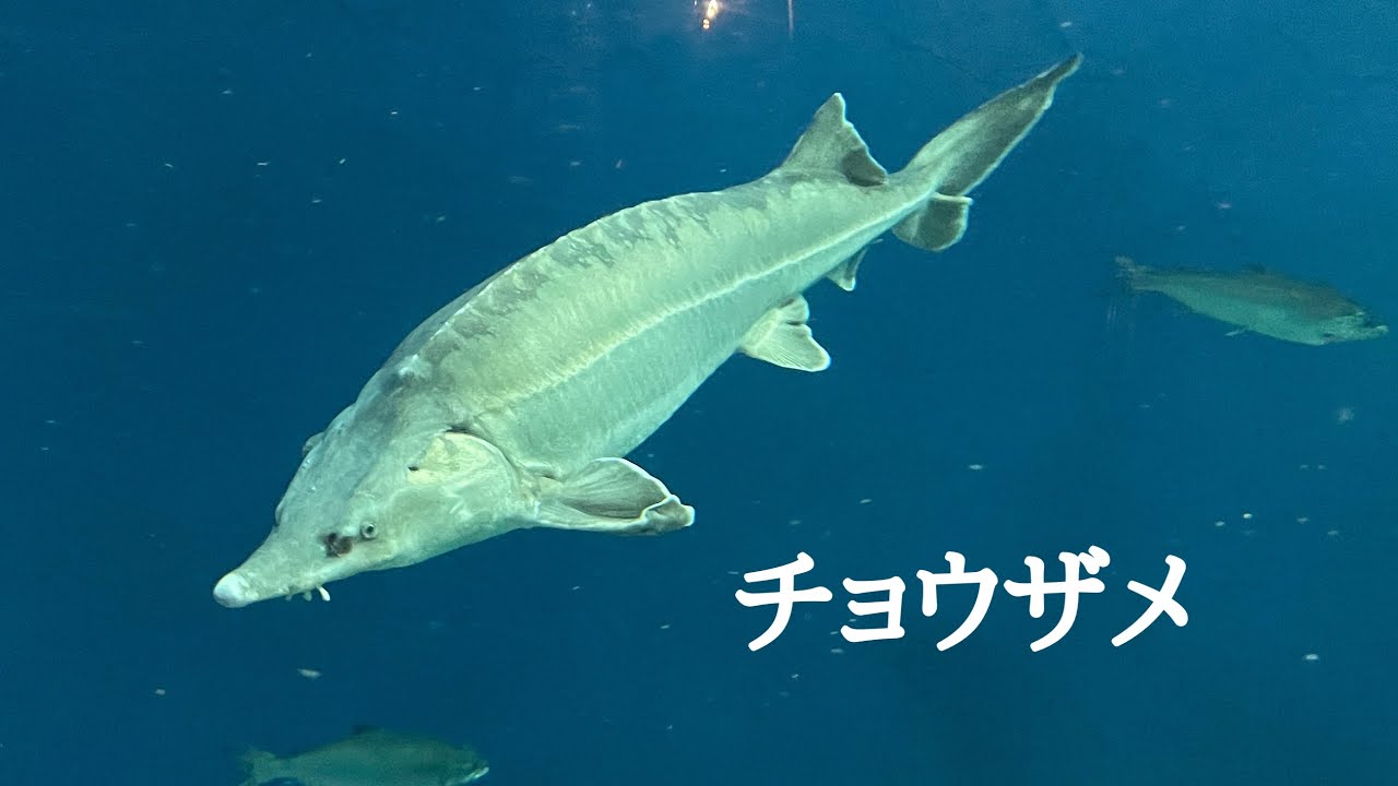 生き物紹介】チョウザメ - YouTube