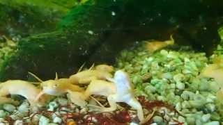 Juvenile African Clawed Frogs Feeding || Fütterung der jungen Krallenfrösche