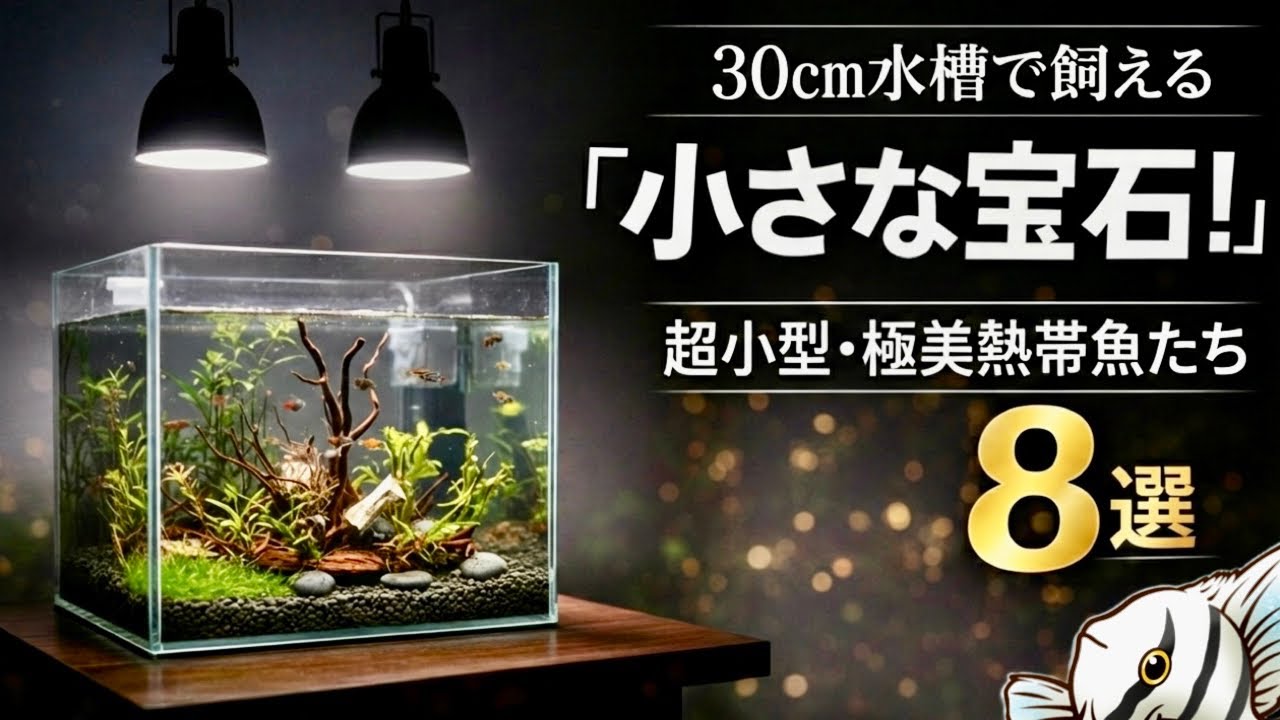 Tiny jewels you can keep in a 30cm aquarium! 8 ultra-small 