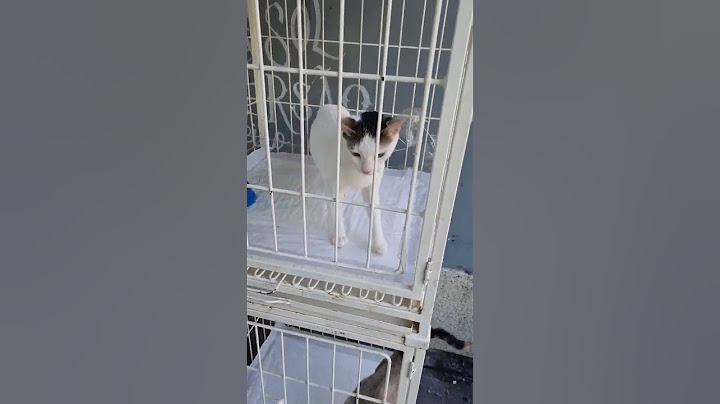 Katarina enlouquecendo em uma feira de adoção de animais