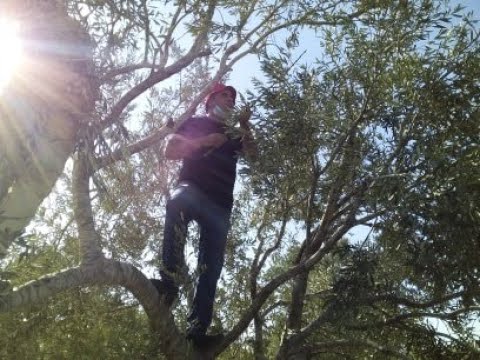 باقون ما بقي الزعتر والزيتون خربة زكريا بيت لحم