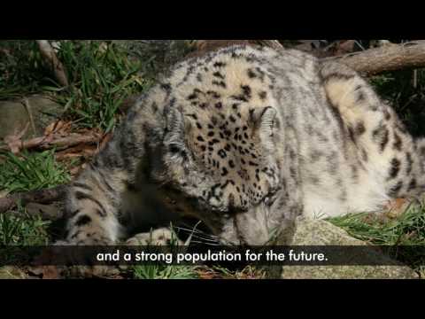 Inside the Zoo with Jim Breheny: Snow Leopards and SSP - Inside the Zoo with Jim Breheny: Snow Leopards and SSP