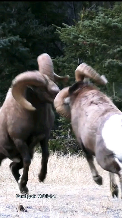 Funny Goats II Seconds of Big Goats Head Fighting II Goat Sounds #shorts #viral #funny goats
