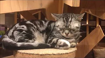 猫に癒される動画　~Cat Cafe