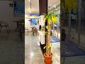 カフェのような大型コインランドリー【A coin laundry like a cafe】 #shorts #大型洗濯 #コーヒー