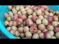 Apricot harvesting || #fruit #organic #apricot#plant #farming  #shortvideo