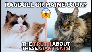 Maine Coon VS. Ragdoll COMPARISON 🐈🦁 Gentle Giants Face-Off! (ALL Differences)