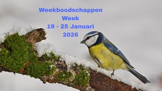 Download Lagu Weekboodschappen van de engelen per sterrenteken + keuzekaartjes 😇💖🙏 MP3