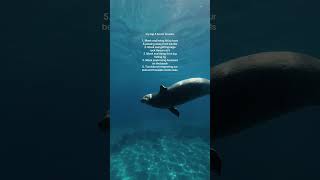 So tragic and avoidable 🥺 #freediving #hawaii #ocean #monkseal #oceanconservation