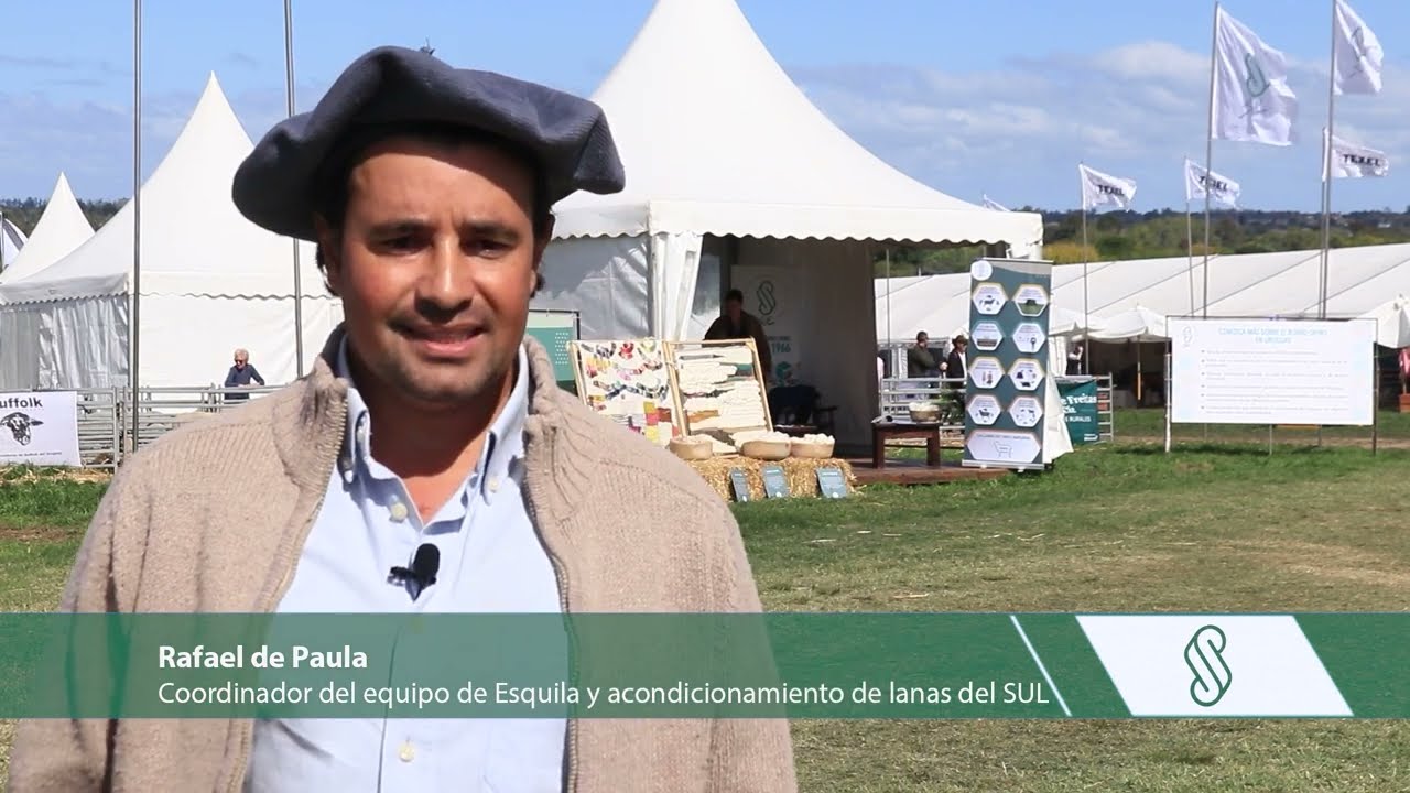 Producción de lana en Uruguay