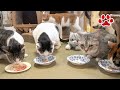 猫たちにちゅーるのアイスを差し入れした【瀬戸の三毛猫日記】