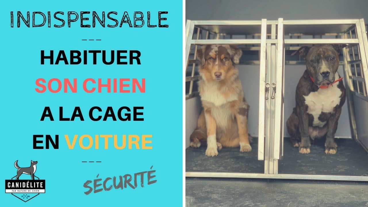 Cage chien voiture