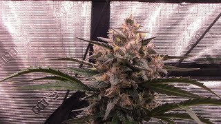 S23:E6 Day 57 autoflower grow, Speedrun Seeds Pound Dawg, Mephisto 3 bears X Sour Bubbly