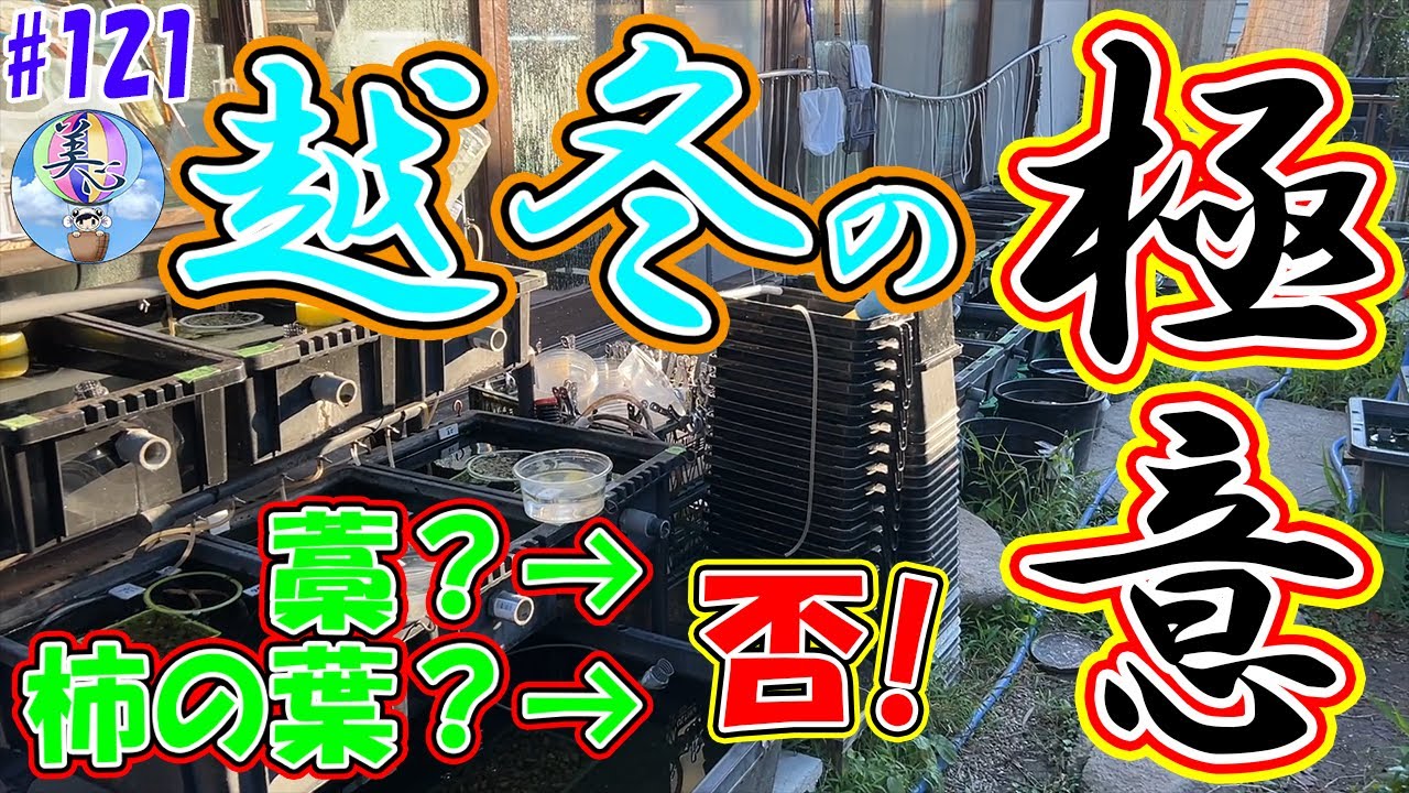 越冬の極意！最重要項目は？【越冬成功率を上げる方法】＃１２１ ～美心めだか～