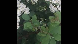Casino Gardens - Tulip for Two (2018)