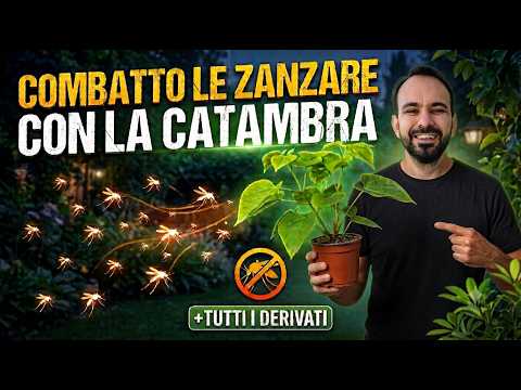 COMBATTO LE ZANZARE CON LA CATAMBRA, ho vinto!