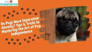 Do Pugs Have Separation Anxiety? Tips & Tricks to Mastering the Art of Pug Independence