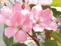 リンゴの花は咲いたけど まり 和歌山