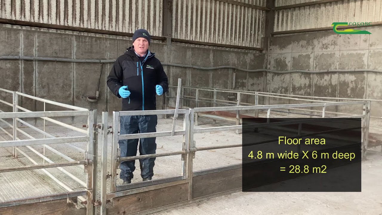 Sheep Housing - Space Requirements - YouTube