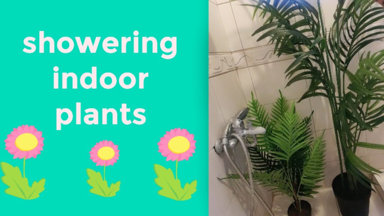 Showering indoor plants YouTube