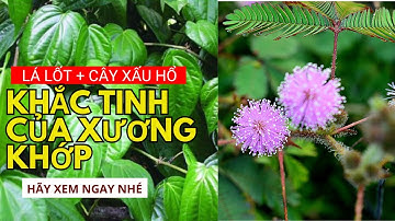Chữa đau xương khớp bằng lá lốt & cây xấu hổ: Tác dụng gấp bội | Sức Khỏe & Lối Sống