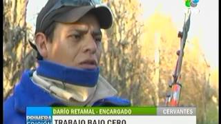 Cervantes: Podar, un oficio sacrificado