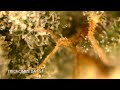 Trichome Inspection, Bud Development and Possible Foxtail | My First Grow 12