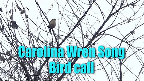 Carolina Wren Bird call song in Ohio